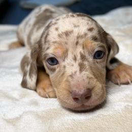 Hades - Dapple male Dachshund puppy in Waddell, Arizona from The Bearded Companions