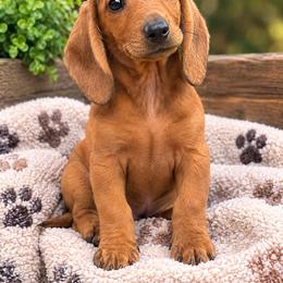 Boy 2 ready now - Dapple male Dachshund puppy in Dinwiddie, Virginia from East Coast Dachshunds