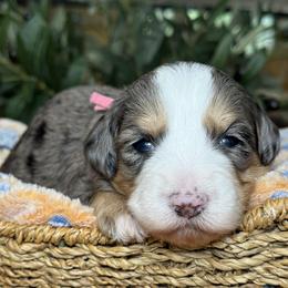 Elsa - Tri-color female Bernedoodle puppy in Yuciapa, California from AlltheDoodlez_