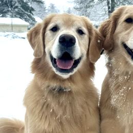 Golden Retrievers from Bailey's Golden Retrievers