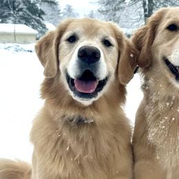 Golden Retrievers from Bailey's Golden Retrievers