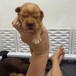 Destiny Sky Blue Collar, - Yellow female Labrador Retriever puppy in Elloree, South Carolina from Moonlight Kennels LLC