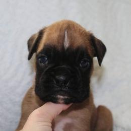 A - Fawn male Boxer puppy in Washington from Serenity Boxers