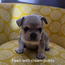 Brown collar - Fawn and white male French Bulldog puppy in Grand Junction, Colorado from Elisabeth's Frenchies
