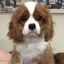Cavalier King Charles Spaniel Puppies from Kingslee Cavaliers