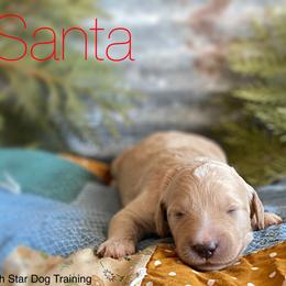 Goldendoodle Puppies from North Star Dog Training