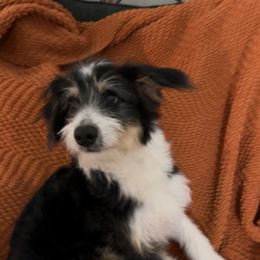 Aussiedoodle Puppies from Hearth&Hound Doodles