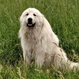 Great Pyrenees from Brittain Family Farm