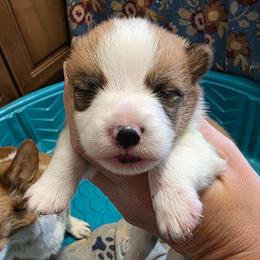 Boy 1 - Red male Pembroke Welsh Corgi puppy in Middleburg, Florida from Mulkeys Little Corgis