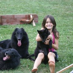 Belgian Sheepdogs from Chancery Belgians