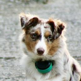 Reata - Toy Australian Shepherd