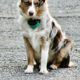Reata - Toy Australian Shepherd