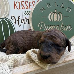 Yogi Bear (Mini size) - Sable male Bordoodle puppy in Canfield, Ohio from Poo's Doo's & Inu's