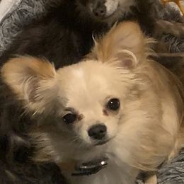 Finn - Chihuahua