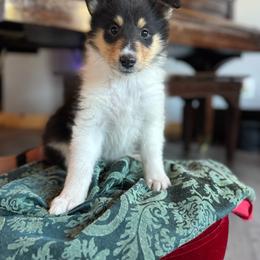 Nutmeg - Black white and tan female Collie puppy in Underwood, Indiana from Third Gen Collies