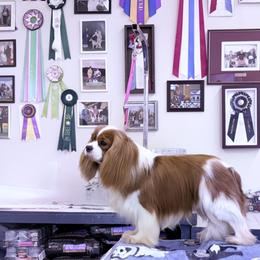 Buddy - Cavalier King Charles Spaniel