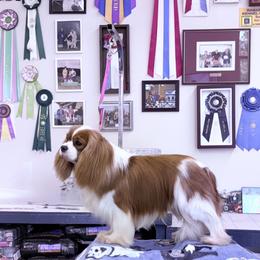 Buddy - Cavalier King Charles Spaniel