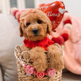 Twilight - Red  female Goldendoodle puppy in Iola, Texas from Supreme Doodles of Texas