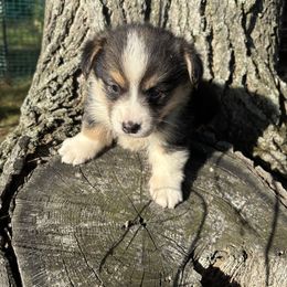 Chubs - Black and tan male Pembroke Welsh Corgi puppy in Sanford, Michigan from Tambali Pembroke Welsh Corgis