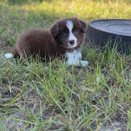 Umbreon - Chocolate male Border Collie puppy in Hephzibah, Georgia from Astoria Border Collies