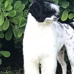 Portuguese Water Dogs from Riptide Portuguese Water Dogs of South Florida