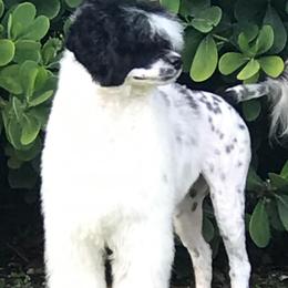 Portuguese Water Dogs from Riptide Portuguese Water Dogs of South Florida