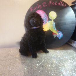 Amari - Black female Poodle puppy in Harrisonville, Missouri from Kurly Q Poodles