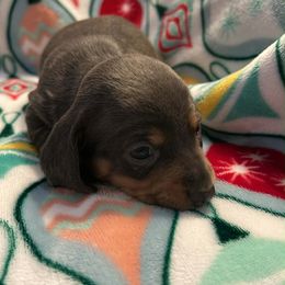 Purple Collar - Blue and tan female Dachshund puppy in Brandon, Mississippi from A & N Kennels