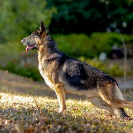 German Shepherd All Grown Up from John Moyle