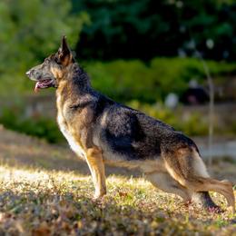 German Shepherd All Grown Up from John Moyle