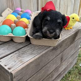 Boy 1 red bow - Black and silver male Miniature Schnauzer puppy in Garrison, Texas from RNH Schnauzers