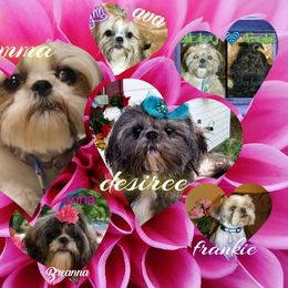 Shih Tzu Puppies from Cutie Pie Shih Tzu