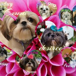 Shih Tzu Puppies from Cutie Pie Shih Tzu