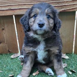 Bolt - Brown merle male Aussiedoodle puppy in Redding, California from House Merrills Minis and Doodles