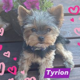 Yorkshire Terriers from Fall River Yorkies