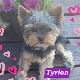 Yorkshire Terriers from Fall River Yorkies
