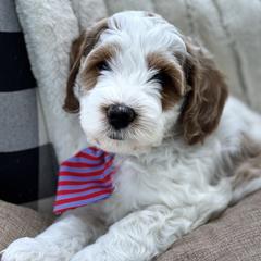 Assorted Doodle Crosses, Australian Labradoodle, Cavachon, and Cavapoo Puppies from Bark & Bramble Cavapoochons