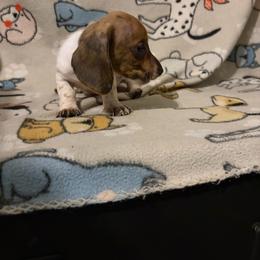 Zoltan - Piebald male Dachshund puppy in Conroe, Texas from Dots Dachshunds