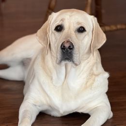 Bonnie - Labrador Retriever
