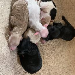 Boy 3 - Black male Goldendoodle puppy in Haddam, Kansas from Golden B Acres