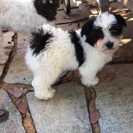 Havanese Puppies from Dearheart Havanese