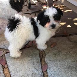 Havanese Puppies from Dearheart Havanese