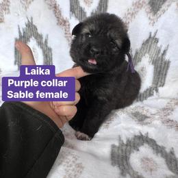 Laika - Sable female German Shepherd puppy in New Cambria, Missouri from Des Hausraben Shepherds