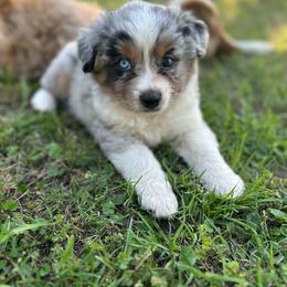 Pocahontas - Blue merle female Miniature Australian Shepherd puppy in Doddridge, Arkansas from Huddleston Farm