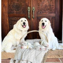 Great Pyrenees from Rancho Del Calli