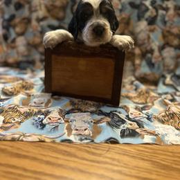 Cody - Black white and tan male English Springer Spaniel puppy in Braidwood, Illinois from A & R Springers