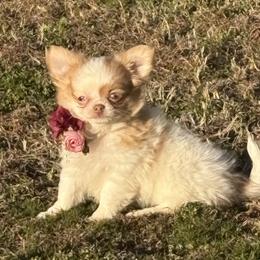 Tiara - Chihuahua