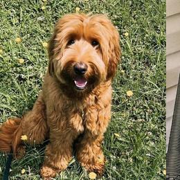 Nixon - Australian Labradoodle
