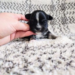 Daphne - Black and tan female Chihuahua puppy in Dandridge, Tennessee from The Z Spot Exotics
