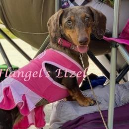 Etzel - Dachshund